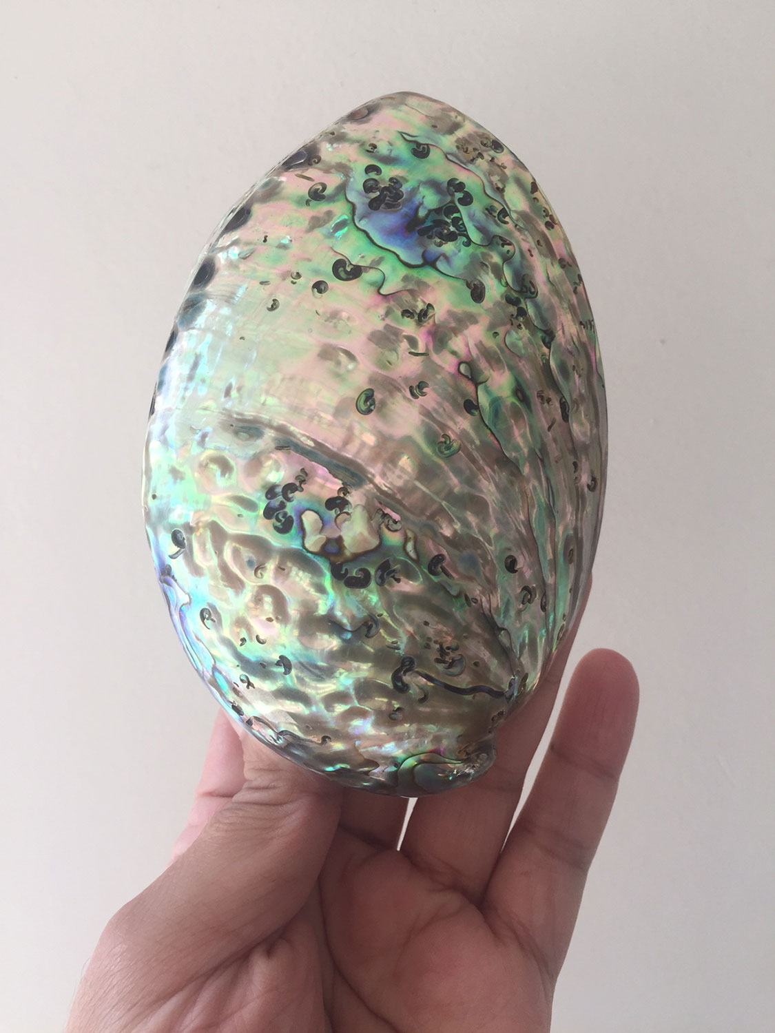 opal-abalone-shell-01d | METAPHYSICAL VIBES - CRYSTAL SHOP